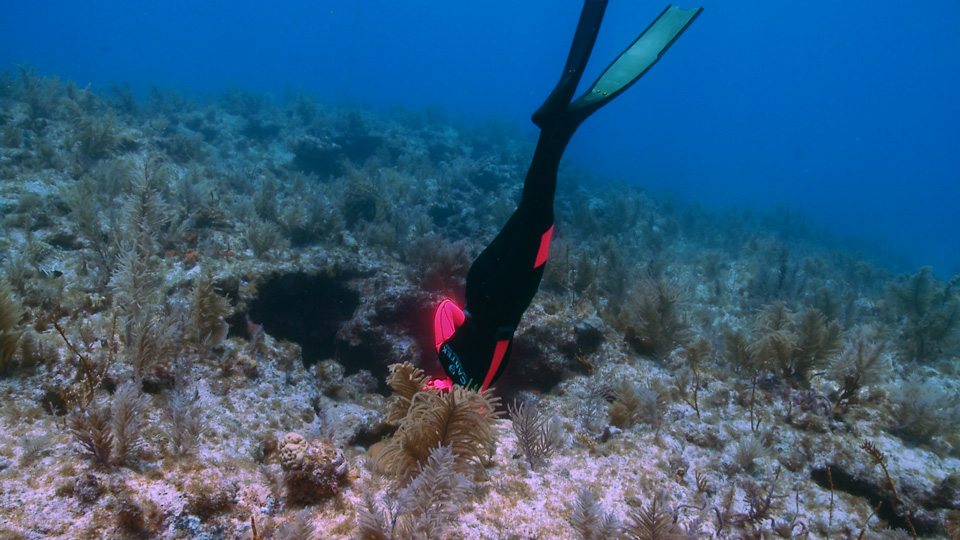 0512FrenchReef2